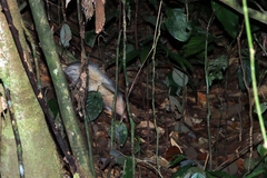 Echinosorex gymnurus