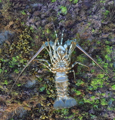 Panulirus homarus