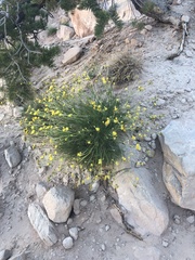 Hymenopappus filifolius cinereus