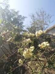 Antigonon flavescens