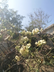 Antigonon flavescens