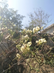 Antigonon flavescens