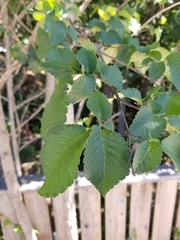 Ulmus alata