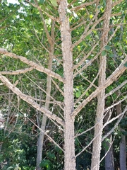 Ulmus alata