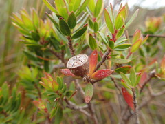 Leptospermum nitidum