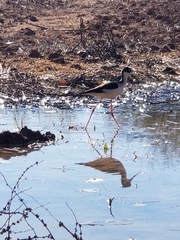 Himantopus mexicanus