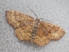 Leptostales rubromarginaria