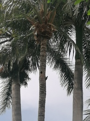Melanerpes chrysogenys