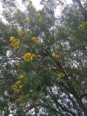 Astianthus viminalis