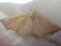 Tetracis cervinaria