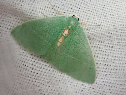 Nemoria glaucomarginaria photo 4
