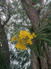 Astianthus viminalis