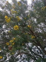 Astianthus viminalis