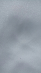 Canis lupus italicus