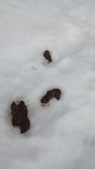 Canis lupus italicus