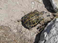 Testudo hermanni hermanni