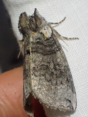 Euthyatira semicircularis