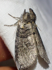 Euthyatira semicircularis