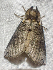 Euthyatira semicircularis