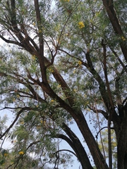 Astianthus viminalis
