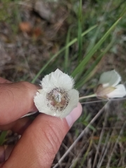 Calochortus tolmiei