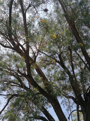 Astianthus viminalis