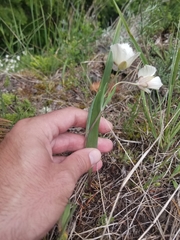 Calochortus tolmiei