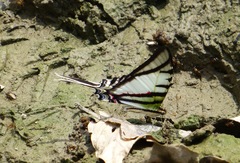 Protographium