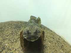 Yellowbelly Rockcod photo 4