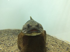 Yellowbelly Rockcod photo 5