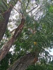 Astianthus viminalis