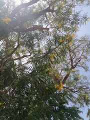 Astianthus viminalis
