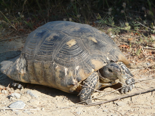 Marginated Tortoise, photo 4 of 10
