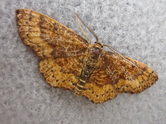 Leptostales rubromarginaria