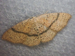 Cyclophora dataria