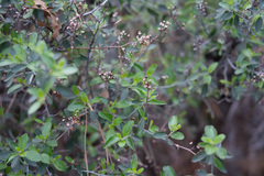 Ceanothus fendleri