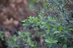 Ceanothus fendleri