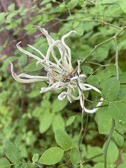 Exobasidium parvifolii