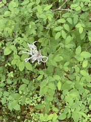 Exobasidium parvifolii