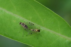 Chrysopilus modestus