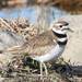 Killdeer - Photo (c) USFWSmidwest, some rights reserved (CC BY)