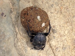 Scarabaeus laticollis