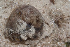 Philinopsis speciosa