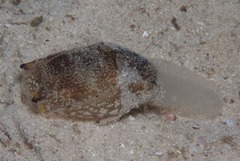 Philinopsis speciosa