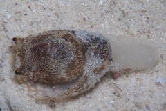 Philinopsis speciosa