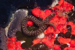 Halidesmus scapularis
