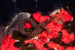 Halidesmus scapularis