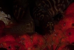 Halidesmus scapularis