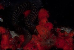 Halidesmus scapularis