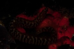 Halidesmus scapularis